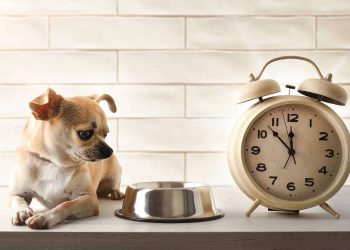 What Are the Most Effective Methods for House Training Your Pet?