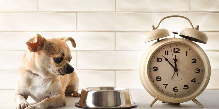 What Are the Most Effective Methods for House Training Your Pet?