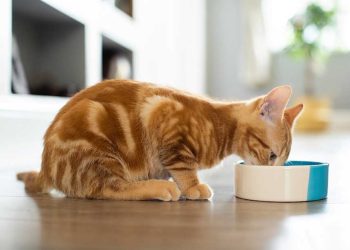 Why Are Grain-Free Diets Still Popular Among Pet Owners?