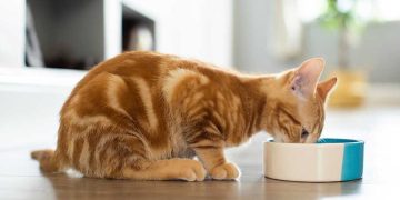 Why Are Grain-Free Diets Still Popular Among Pet Owners?