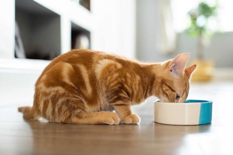 Why Are Grain-Free Diets Still Popular Among Pet Owners?