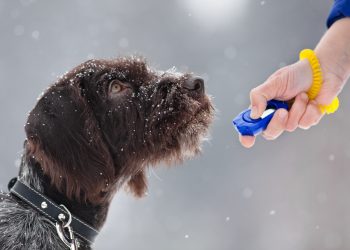What Are the Most Common Behavioral Issues in Pets and How Can You Address Them?