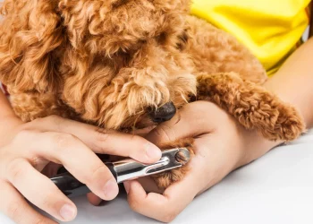 How Often Should You Trim Your Pet’s Nails for Optimal Health?
