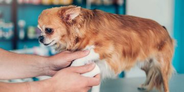 How Can You Improve Your Pet’s Digestion Through Diet?