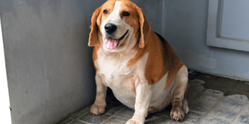 How Can You Manage Your Pet’s Weight and Prevent Obesity?