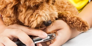 How Often Should You Trim Your Pet’s Nails for Optimal Health?
