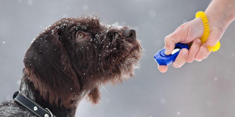 What Are the Most Common Behavioral Issues in Pets and How Can You Address Them?