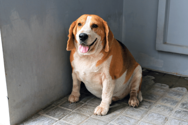 How Can You Manage Your Pet’s Weight and Prevent Obesity?