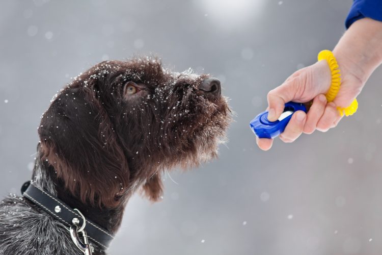 What Are the Most Common Behavioral Issues in Pets and How Can You Address Them?