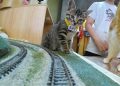 What Are the Best Tricks to Teach Your Pet in 2024-2025?