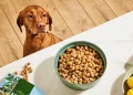 What Should You Know About Sustainable Pet Food Options in 2024-2025?