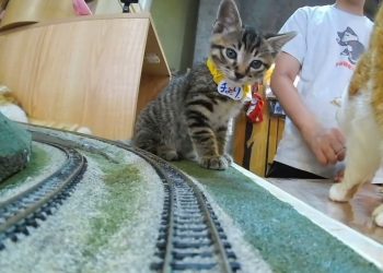 What Are the Best Tricks to Teach Your Pet in 2024-2025?