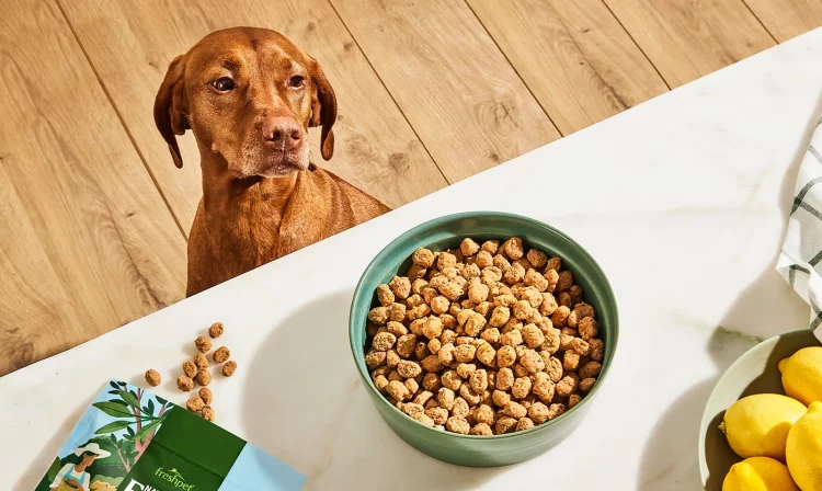What Should You Know About Sustainable Pet Food Options in 2024-2025?