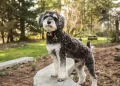 How Can You Adjust Your Pet’s Diet Based on Seasonal Changes?