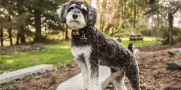 How Can You Adjust Your Pet’s Diet Based on Seasonal Changes?