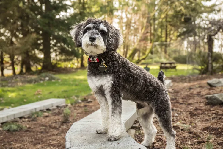 How Can You Adjust Your Pet’s Diet Based on Seasonal Changes?