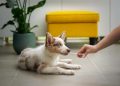 What Are the Best Supplements to Enhance Your Pet’s Health in 2024?