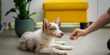 What Are the Best Supplements to Enhance Your Pet’s Health in 2024?