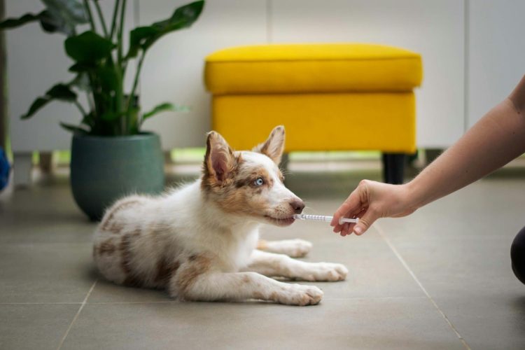What Are the Best Supplements to Enhance Your Pet’s Health in 2024?