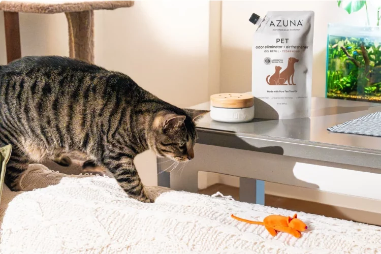What Are the Best Natural Grooming Products for Your Pet?