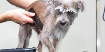 Why Is Regular Grooming Essential for Your Pet’s Health in 2024-2025?