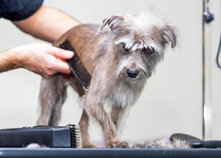 Why Is Regular Grooming Essential for Your Pet’s Health in 2024-2025?