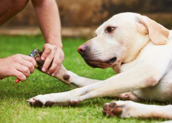 What Are the Best Grooming Tips for Long-Haired Breeds?