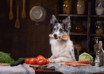 What Are the Top Plant-Based Diets for Pets in 2024-2025?