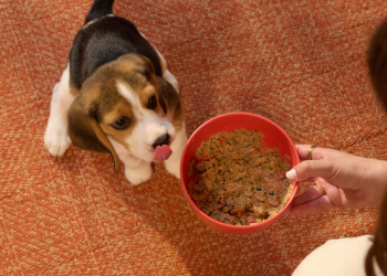 How Can You Choose the Right Diet for Your Pet’s Age and Health?