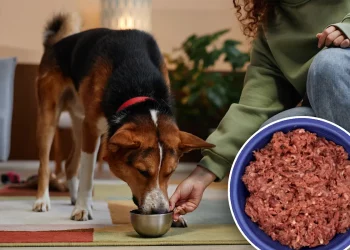 Why Is a Raw Food Diet Gaining Popularity Among Pet Owners?