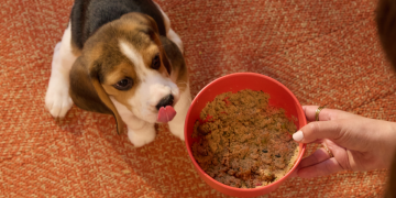 How Can You Choose the Right Diet for Your Pet’s Age and Health?