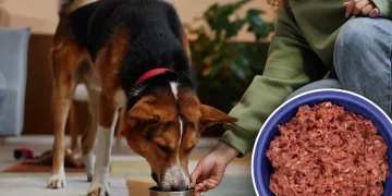 Why Is a Raw Food Diet Gaining Popularity Among Pet Owners?