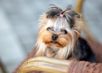 How Can You Keep Your Pet’s Coat Shiny and Healthy Year-Round?