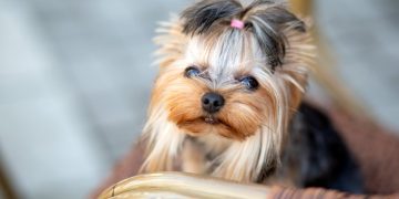 How Can You Keep Your Pet’s Coat Shiny and Healthy Year-Round?