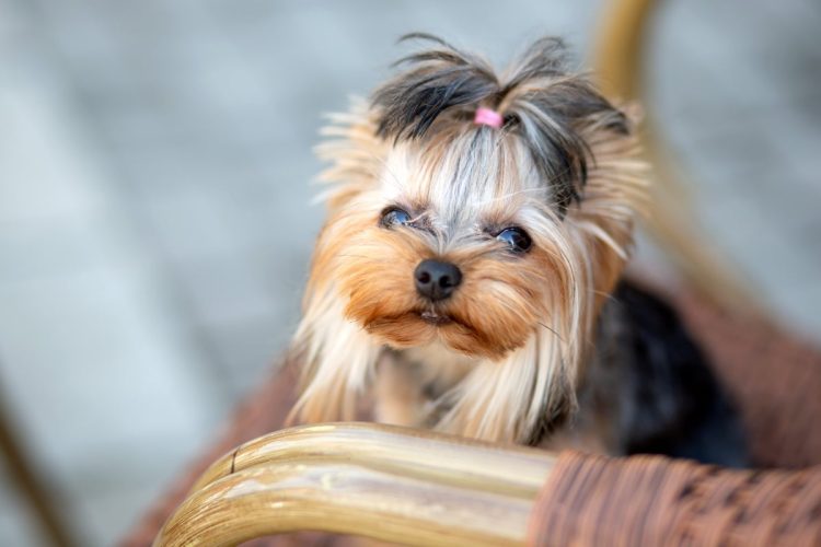 How Can You Keep Your Pet’s Coat Shiny and Healthy Year-Round?