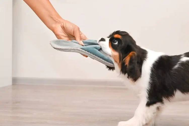 How Can You Strengthen Your Bond with Your Pet Through Understanding Their Behavior?