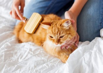 What Are the Key Differences Between Dogs and Cats in Terms of Care?