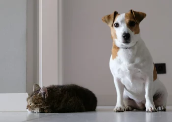 How Can You Spot Early Signs of Illness in Your Pet?