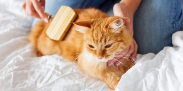 What Are the Key Differences Between Dogs and Cats in Terms of Care?