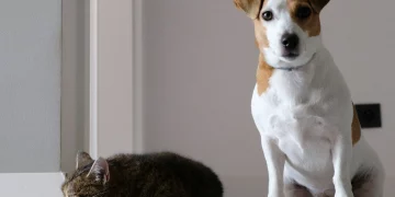 How Can You Spot Early Signs of Illness in Your Pet?