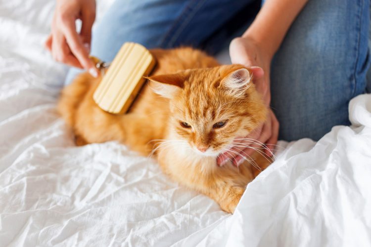 What Are the Key Differences Between Dogs and Cats in Terms of Care?