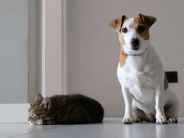 How Can You Spot Early Signs of Illness in Your Pet?