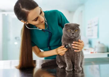 Why Are Regular Vet Checkups Important for Pet Health in 2024?