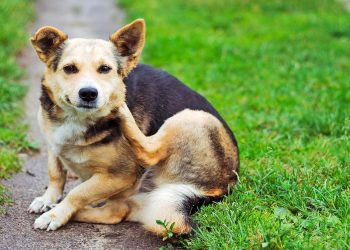 What Are the Most Effective Treatments for Fleas and Ticks in 2024-2025?