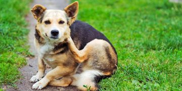 What Are the Most Effective Treatments for Fleas and Ticks in 2024-2025?