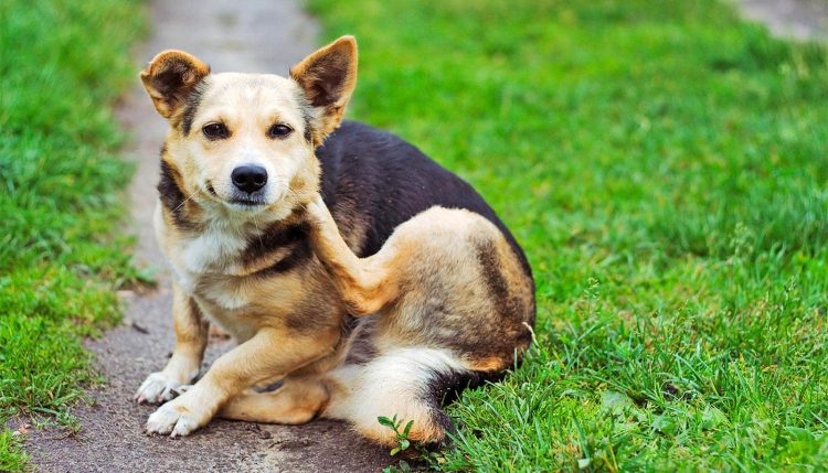 What Are the Most Effective Treatments for Fleas and Ticks in 2024-2025?