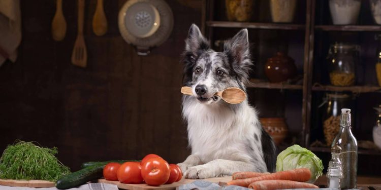 What Are the Top Plant-Based Diets for Pets in 2024-2025?