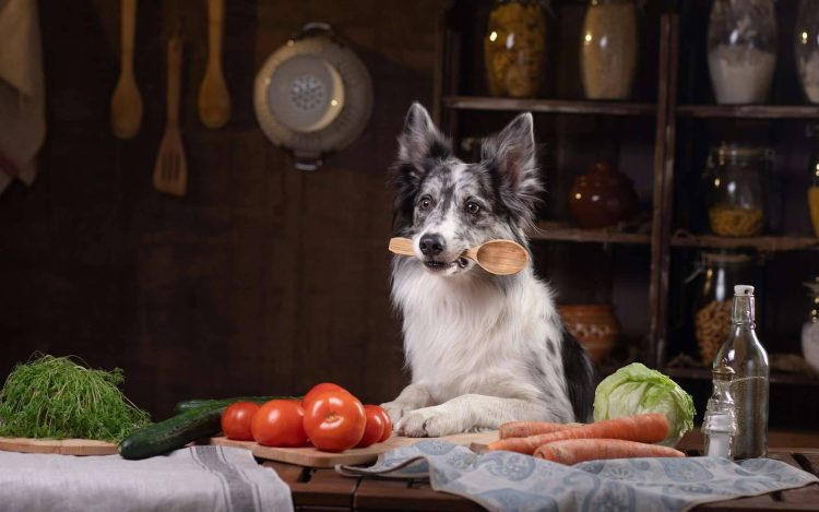 What Are the Top Plant-Based Diets for Pets in 2024-2025?