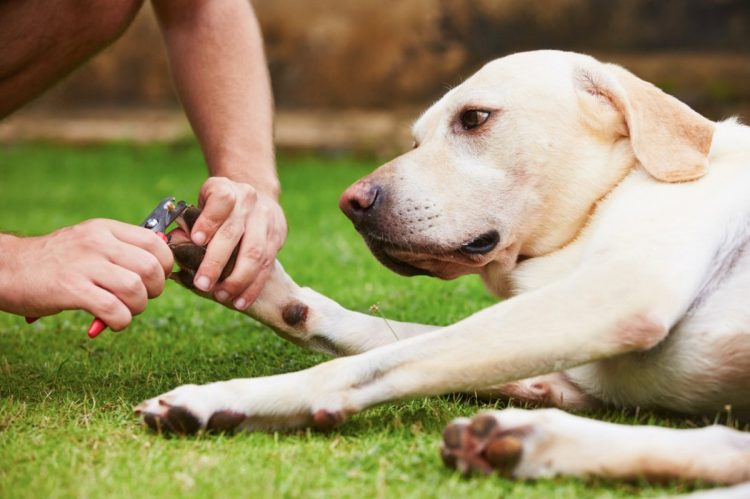 What Are the Best Grooming Tips for Long-Haired Breeds?