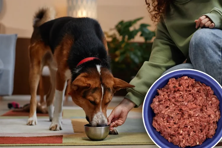 Why Is a Raw Food Diet Gaining Popularity Among Pet Owners?